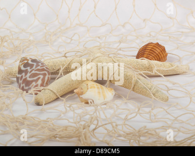 Muscheln und Seesterne gefangen in einem Fischernetz für den Einsatz als aquatische Inferenz oder dekorativen Hintergrund. Stockfoto