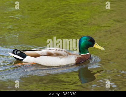 Männliche Stockente, Anus Platyrhynchos. Stockfoto