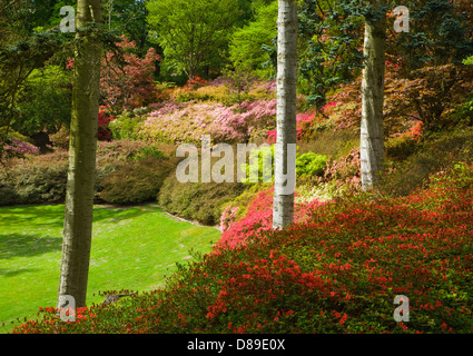 Azaleen im Tal Garten in Virginia Water, Surrey, UK. Stockfoto