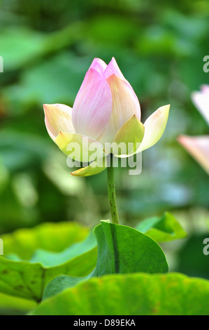 Lotus Stockfoto