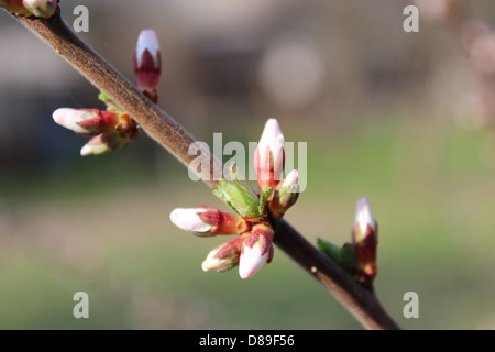 Zweig mit ungeöffneten Knospen der Prunus Tomentosa Blumen Stockfoto