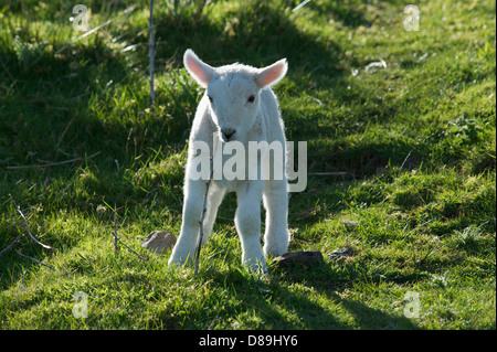 Neugeborene Lämmer auf der Isle Of Skye, innere Hebriden, Schottland. Stockfoto