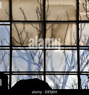 Sonnenlicht durch gebrochene Fabrik Fenster und abstrakt Baum verzweigt Silhouette. Stockfoto