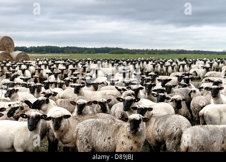 Eine Herde von Schafen in Lutkenswisch, Deutschland Stockfoto