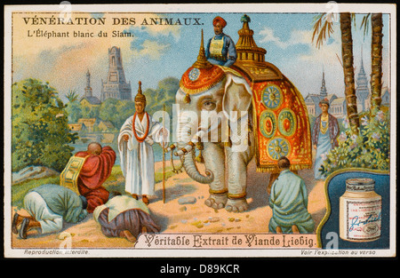 White Elephant Siam Stockfoto