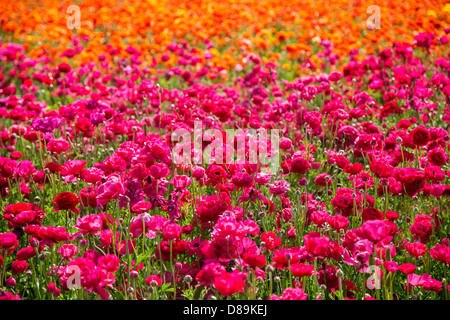 Lebendige Blumenfeld, Carlsbad, Kalifornien Stockfoto