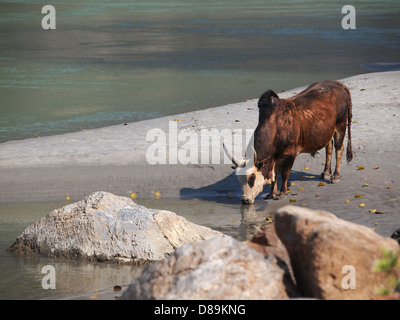 Kuh Trinkwasser am Sandstrand des ganges Stockfoto
