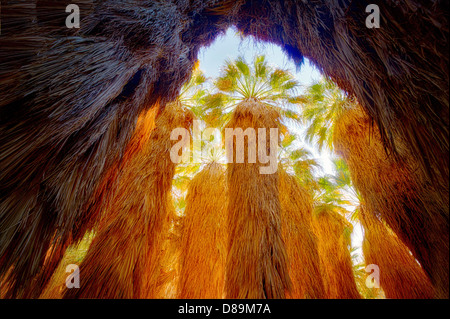 In Hain von Kalifornien Fächerpalme nachschlagen. Coachella Valley zu bewahren. California Stockfoto