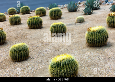 Goldene Barrell Kakteengarten. Palm Springs, Kalifornien Stockfoto