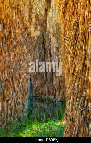 Palmen am McCallum Teich. Coachella Valley zu bewahren. California Stockfoto