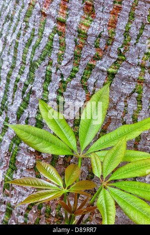 Nahaufnahme von Seide Zahnseide Baum (Ceiba Speciosa) neue Feder Wachstum Blätter und Rinde. California Stockfoto