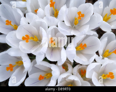 Weiße Krokusse blühen. Oregon Stockfoto