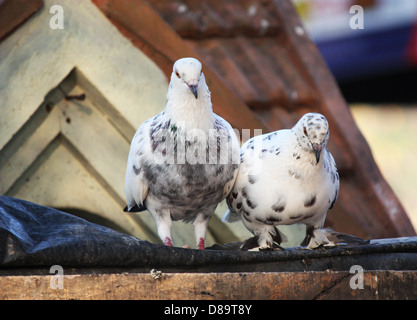 Zwei graue Tauben sitzen zusammen Stockfoto