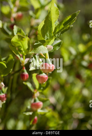 Vaccinium myrtillus Stockfoto