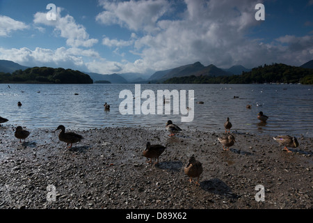 Vögel am Derwent Water Blick nach Süden in Richtung Katze Glocken und Derwent Insel Stockfoto