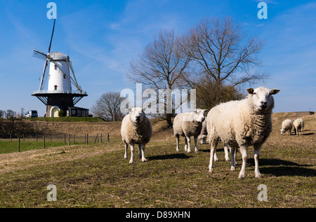 Schafe grasen auf einer Wiese vor der Windmühle Veere. Stockfoto