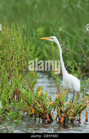 Ein Silberreiher (Ardea Alba) jagt in den Bayou von Anahuac National Wildlife, Zuflucht, Texas Stockfoto