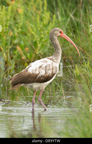 Juvenile White Ibis (Eudocimus Albus), Anahuac National Wildlife Refuge, Texas Stockfoto