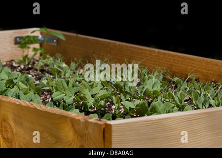 Garten Hochbeete im Hinterhof mit frischen Bio grüne Erbse Sprossen Stockfoto