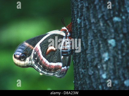 Cecropia Motte auf Baum. Stockfoto