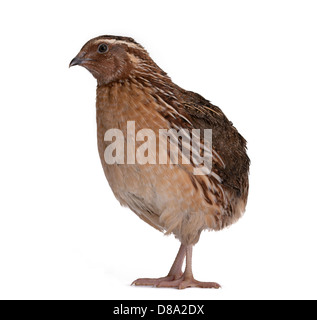 Japanische Wachteln auf weißem Hintergrund. Ein Vogel, der den goldenen Eiern legt. Stockfoto