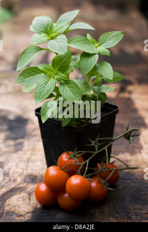 Lycopersicon Esculentum und einen Topf mit Ocimum Basilicum. Basilikum und Tomaten auf einem Holzbrett. Stockfoto