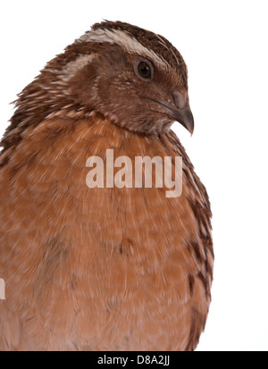Japanische Wachteln auf weißem Hintergrund. Ein Vogel, der den goldenen Eiern legt. Stockfoto