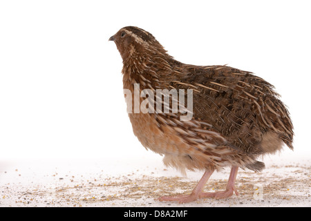 Japanische Wachteln auf weißem Hintergrund. Ein Vogel, der den goldenen Eiern legt. Stockfoto