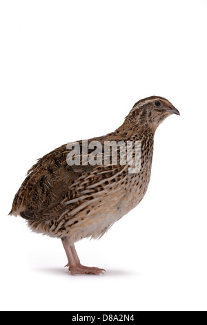 Japanische Wachteln auf weißem Hintergrund. Ein Vogel, der den goldenen Eiern legt. Stockfoto