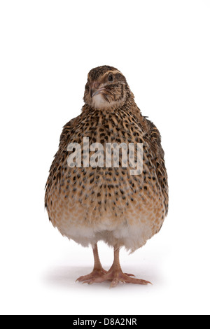 Japanische Wachteln auf weißem Hintergrund. Ein Vogel, der den goldenen Eiern legt. Stockfoto