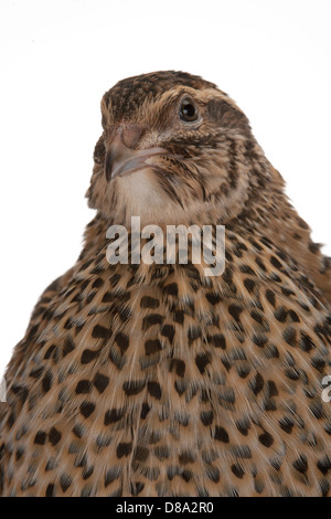 Japanische Wachteln auf weißem Hintergrund. Ein Vogel, der den goldenen Eiern legt. Stockfoto