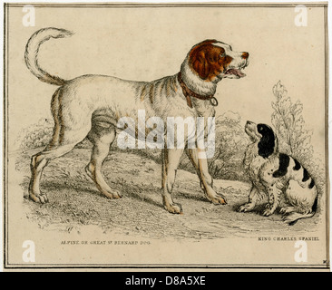 K C SPANIEL UND ST. BERNARD Stockfoto