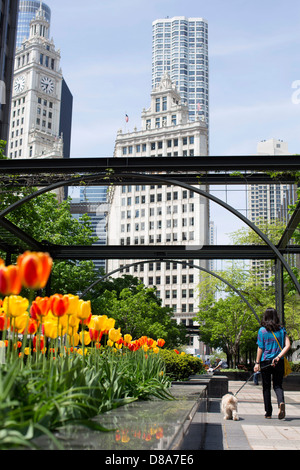 Frau zu Fuß Hund unter Torbogen in Pionier Gericht Chicago Tribune Gebäude Michigan Ave Tulpe Saison Frühling Wrigley Gebäude Stockfoto