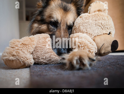 Deutscher Schäferhund mit einem Stofftier. Stockfoto