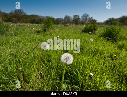 Löwenzahn wächst unter Wildgras. Stockfoto