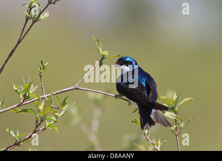 Baum-Schwalbe (Tachycineta bicolor) Stockfoto