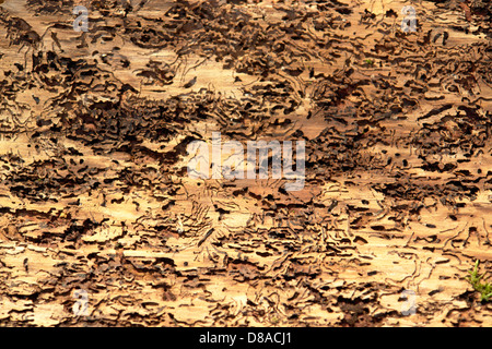 Rinde und Borkenkäfer Spuren Stockfoto