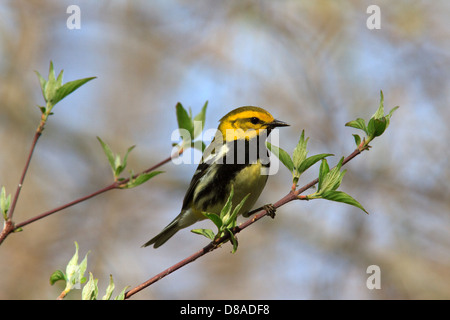 Black-throated grüner Laubsänger (Dendroica Virens) am Zweig. Stockfoto