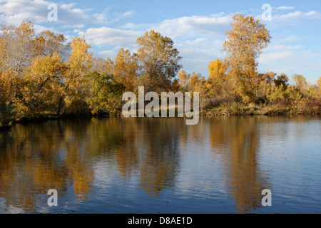 Goldenes Herbstlaub von Bäumen spiegelt sich in der ruhigen Oberfläche eines Sees wider und erzeugt einen atemberaubenden Spiegeleffekt, der die Schönheit des Herbstes einfängt. Stockfoto