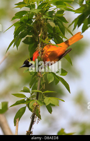 Baltimore Oriole (Ikterus Galbula) auf Ast. Stockfoto