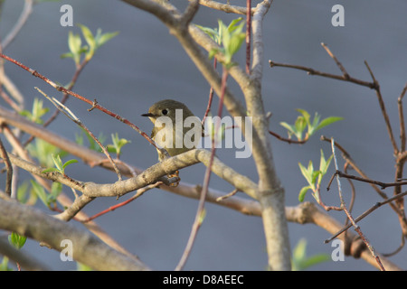 Rubin-gekrönter Goldhähnchen (Regulus Calendula) Stockfoto