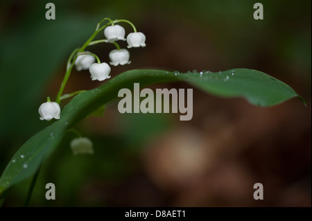Lily Of The Valley (Convallariaarten Majalis) in Buchenwald Stockfoto