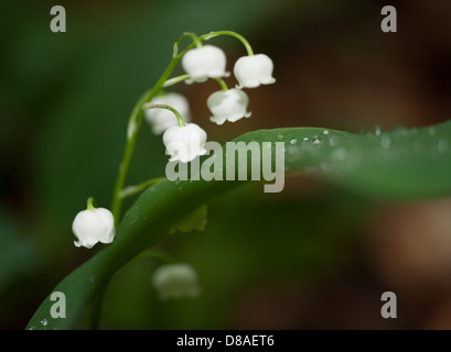 Lily Of The Valley (Convallariaarten Majalis) in Buchenwald Stockfoto