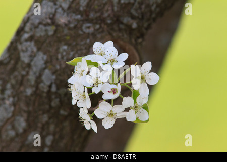 Pear Blumen auf einem Baum tunk. Stockfoto