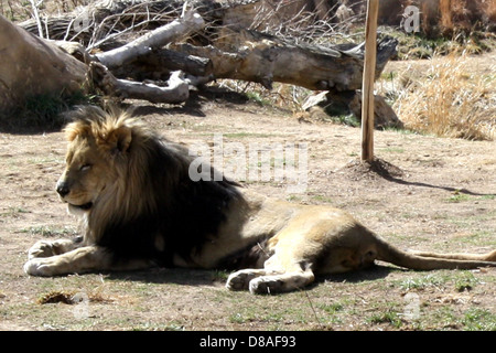 Ein männlicher Löwe mit voller Mähne wird in seinem natürlichen Lebensraum gesehen. Löwen, bekannt als „König des Dschungels“, sind in Afrika beheimatet und für ihre Stärke und königliche Erscheinung bekannt. Stockfoto