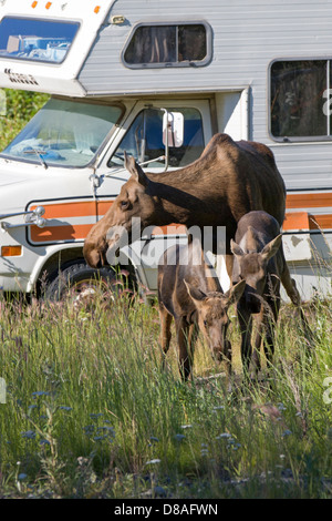 Weibliche Elche und zwei Kälber Spaziergang vorbei an ein Freizeitfahrzeug in den abgelegenen Stadt Chitina, Alaska, USA Stockfoto