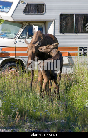 Weibliche Elche und zwei Kälber Spaziergang vorbei an ein Freizeitfahrzeug in den abgelegenen Stadt Chitina, Alaska, USA Stockfoto