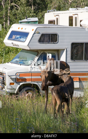 Weibliche Elche und zwei Kälber Spaziergang vorbei an ein Freizeitfahrzeug in den abgelegenen Stadt Chitina, Alaska, USA Stockfoto