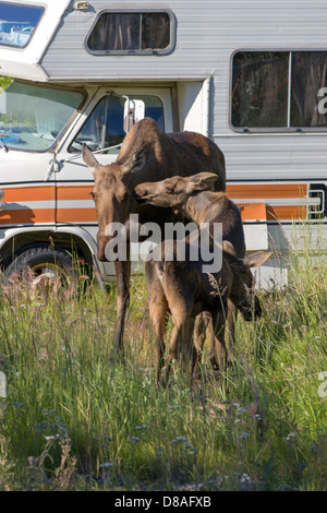 Weibliche Elche und zwei Kälber Spaziergang vorbei an ein Freizeitfahrzeug in den abgelegenen Stadt Chitina, Alaska, USA Stockfoto