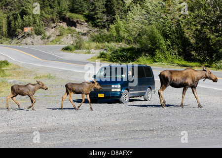 Weibliche Elche und zwei Kälber stoppen Verkehr in der abgelegenen Stadt Chitina, Alaska, USA Stockfoto
